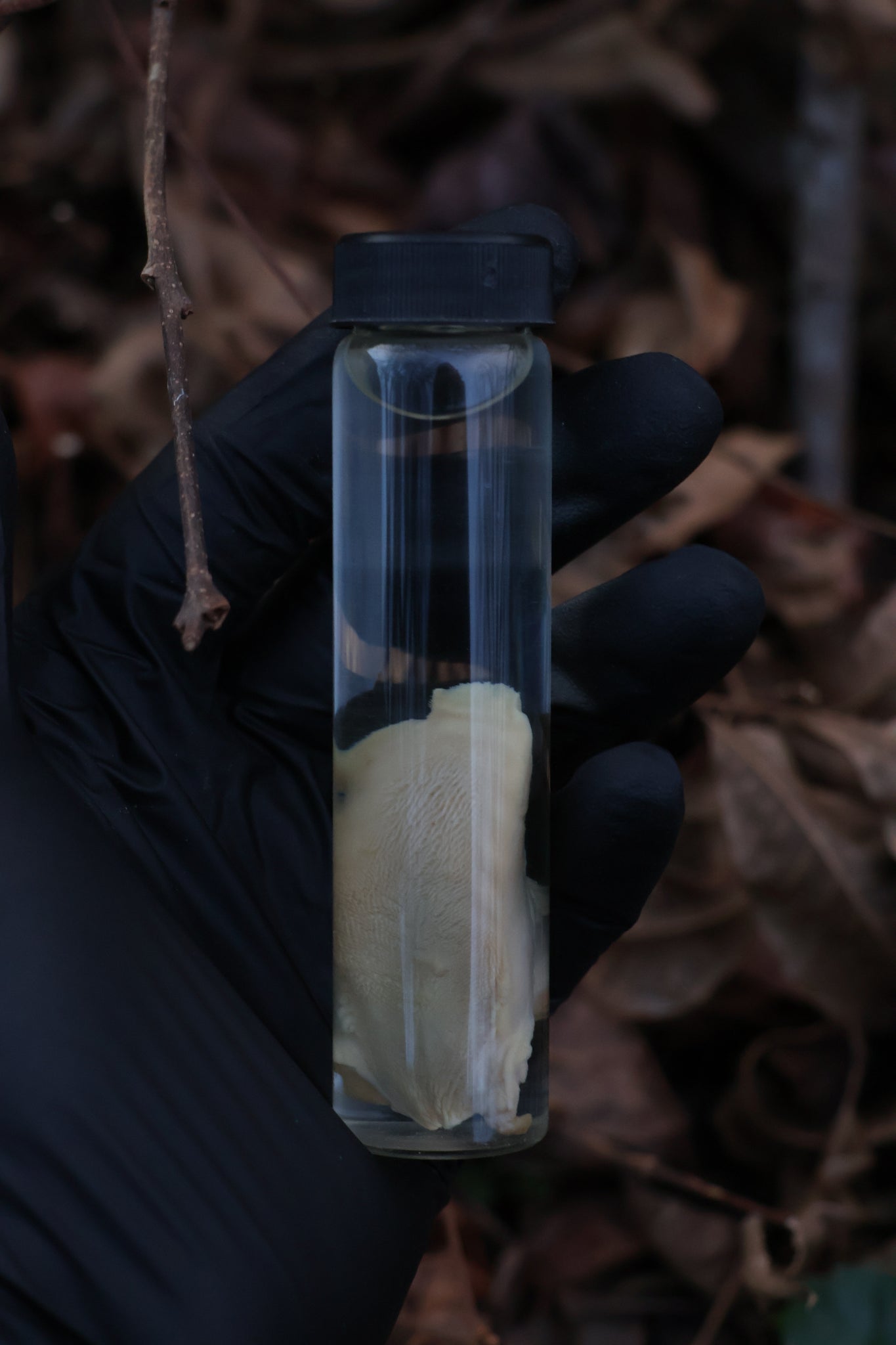 Black Cat Tongue Wet Specimen