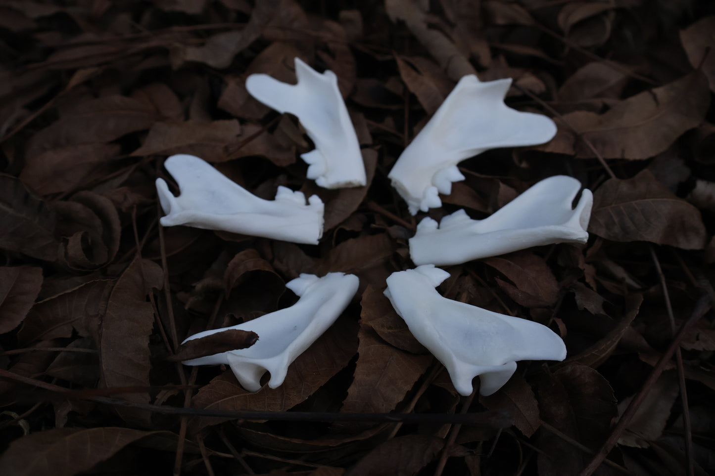 Reserved for Karen - Partial Bobcat Mandible Bone Lot