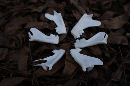 Reserved for Karen - Partial Bobcat Mandible Bone Lot