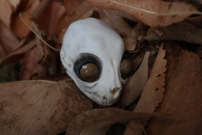 Kitten Skull with Dry Preserved Eyeballs