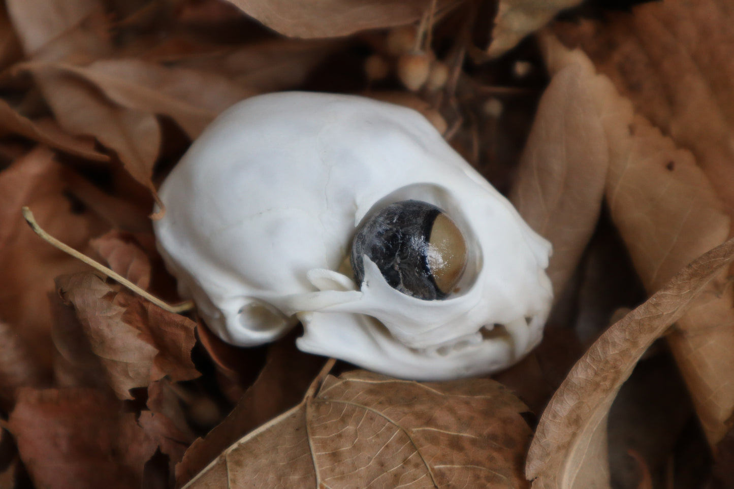 Kitten Skull with Dry Preserved Eyeballs