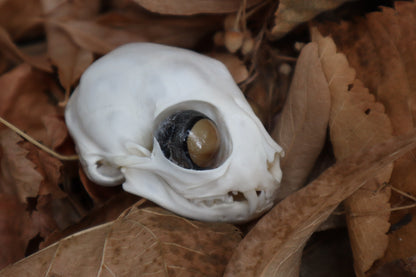 Kitten Skull with Dry Preserved Eyeballs