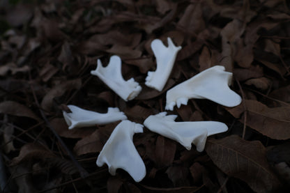 Reserved for Karen - Partial Bobcat Mandible Bone Lot