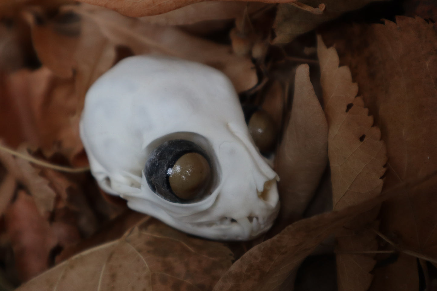 Kitten Skull with Dry Preserved Eyeballs