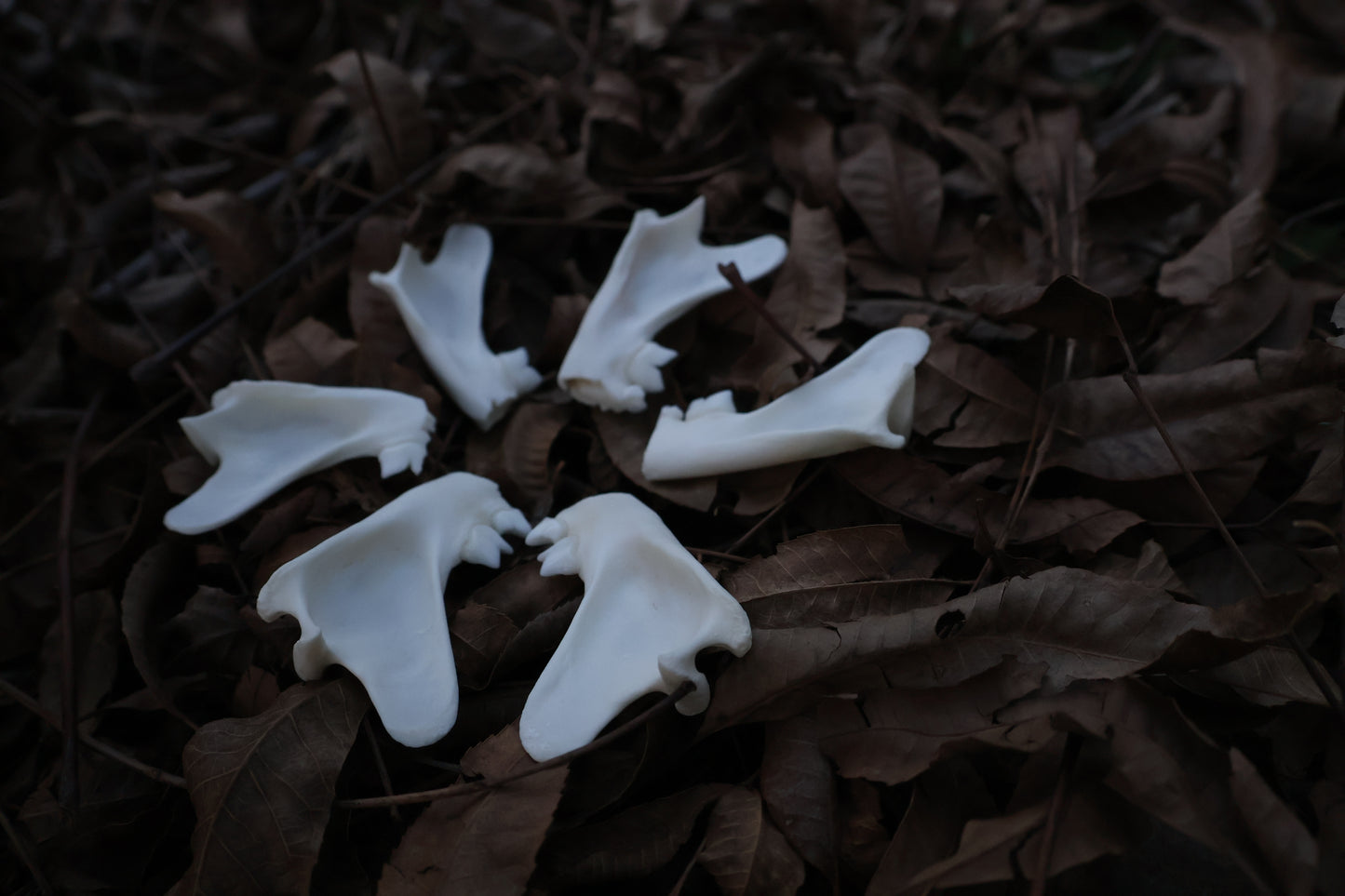 Reserved for Karen - Partial Bobcat Mandible Bone Lot