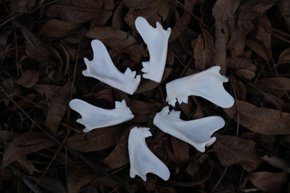 Reserved for Karen - Partial Bobcat Mandible Bone Lot