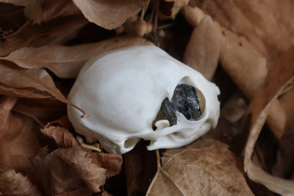 Kitten Skull with Dry Preserved Eyeballs