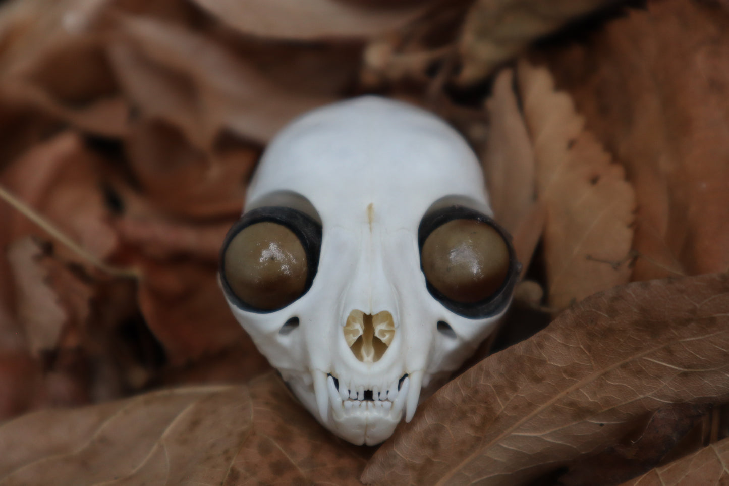 Kitten Skull with Dry Preserved Eyeballs