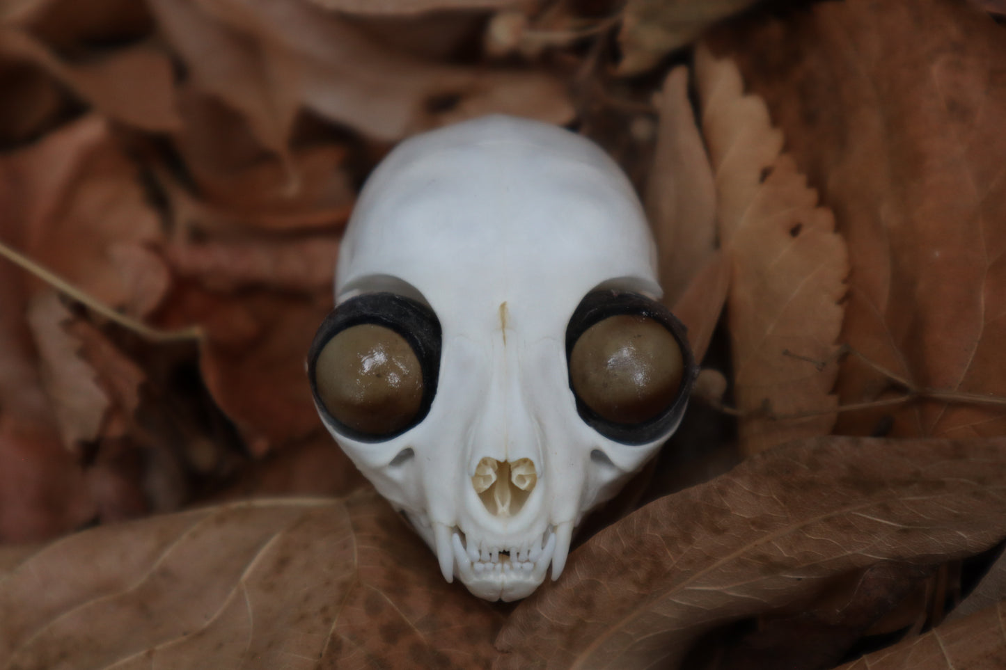 Kitten Skull with Dry Preserved Eyeballs