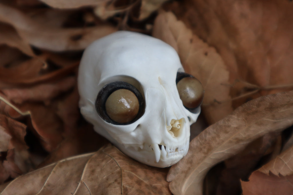 Kitten Skull with Dry Preserved Eyeballs