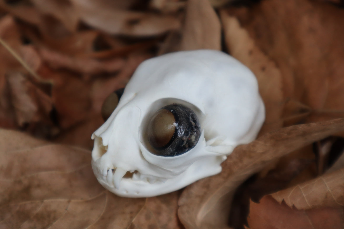 Kitten Skull with Dry Preserved Eyeballs