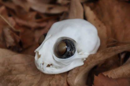 Kitten Skull with Dry Preserved Eyeballs