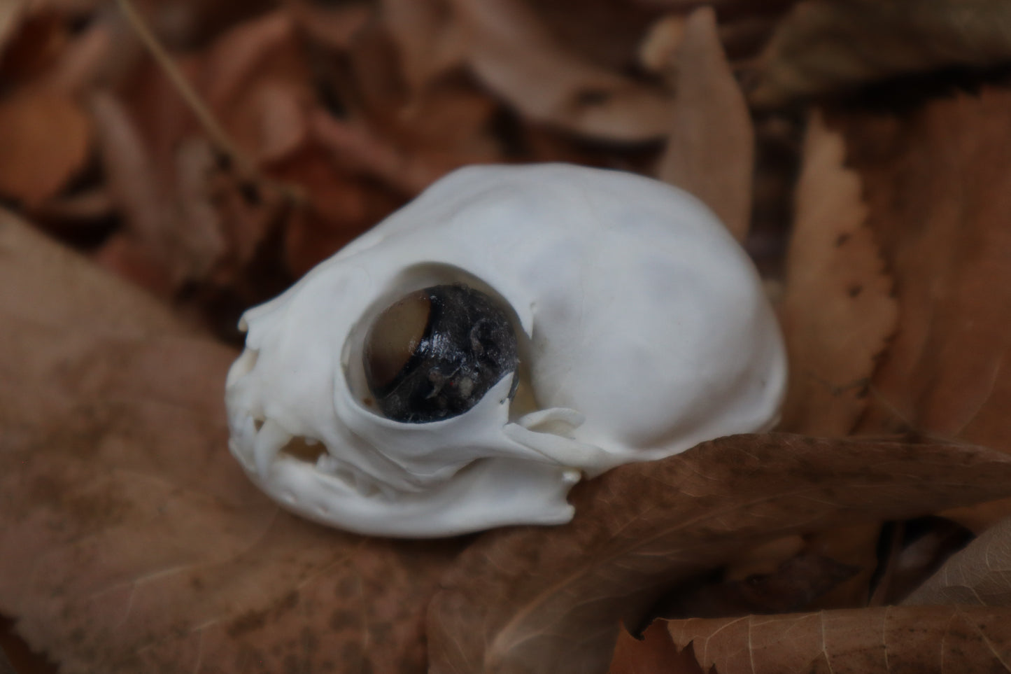 Kitten Skull with Dry Preserved Eyeballs