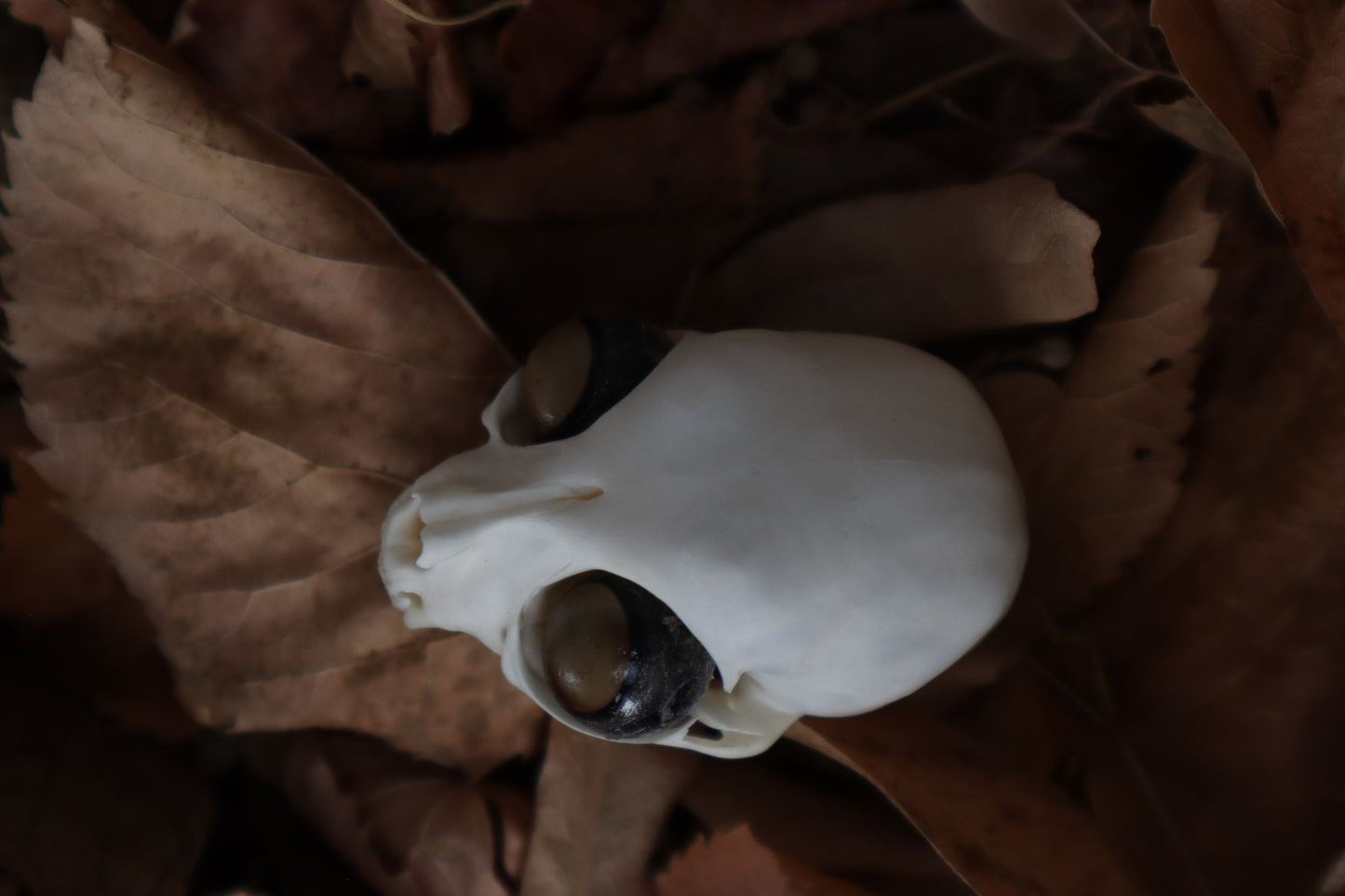 Kitten Skull with Dry Preserved Eyeballs