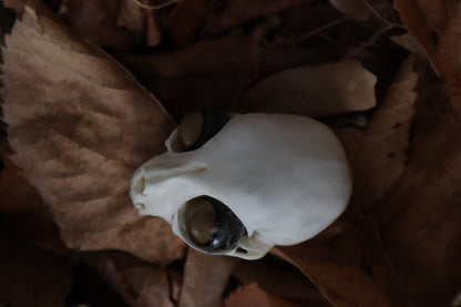 Kitten Skull with Dry Preserved Eyeballs
