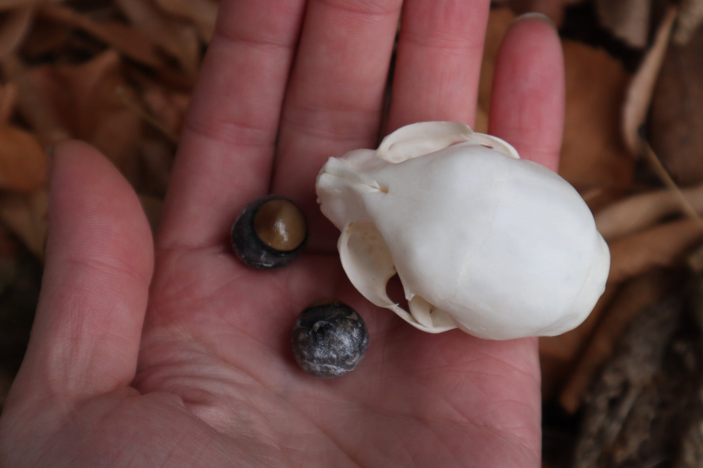 Kitten Skull with Dry Preserved Eyeballs