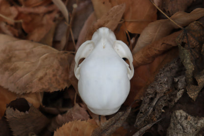 Kitten Skull with Dry Preserved Eyeballs