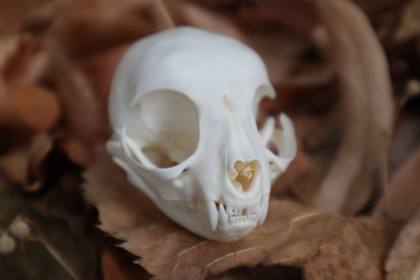 Kitten Skull with Dry Preserved Eyeballs