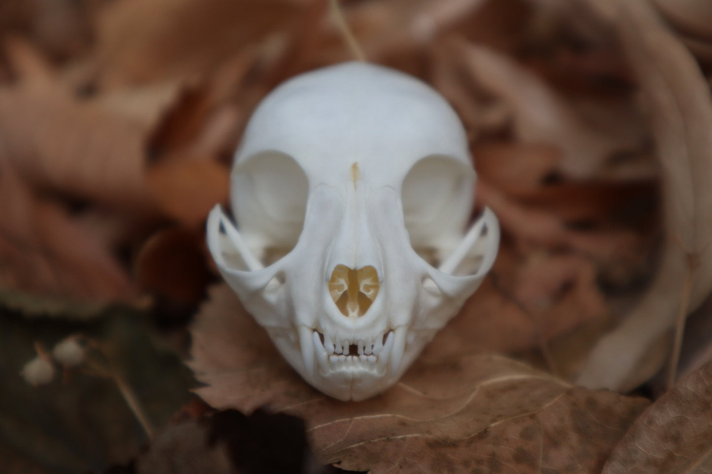 Kitten Skull with Dry Preserved Eyeballs
