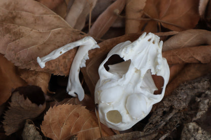 Kitten Skull with Dry Preserved Eyeballs
