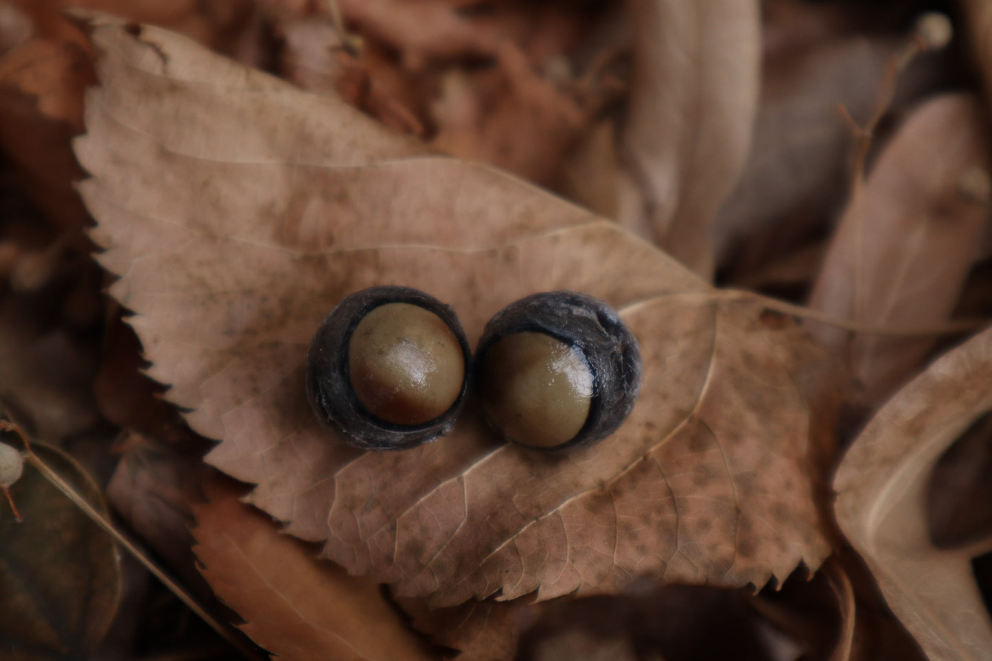 Kitten Skull with Dry Preserved Eyeballs