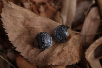 Kitten Skull with Dry Preserved Eyeballs