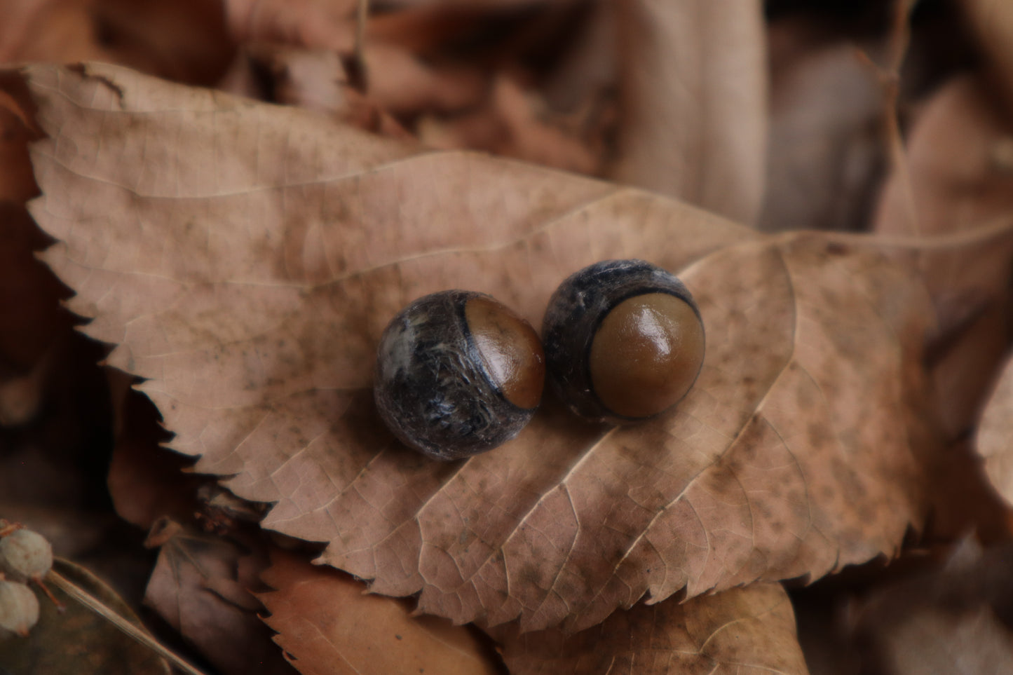 Dry Preserved Kitten Eyeballs