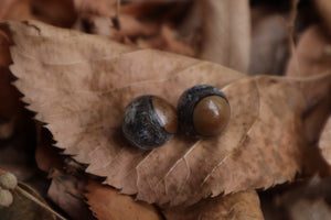 Dry Preserved Kitten Eyeballs