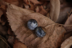 Dry Preserved Kitten Eyeballs