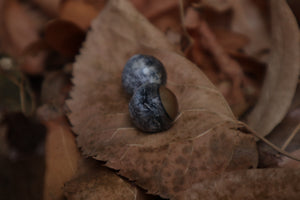 Dry Preserved Kitten Eyeballs