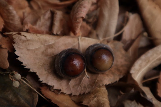Dry Preserved Coyote Eyeballs