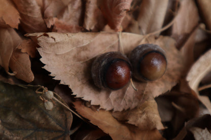 Dry Preserved Coyote Eyeballs