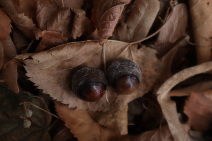 Dry Preserved Coyote Eyeballs