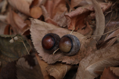 Dry Preserved Coyote Eyeballs