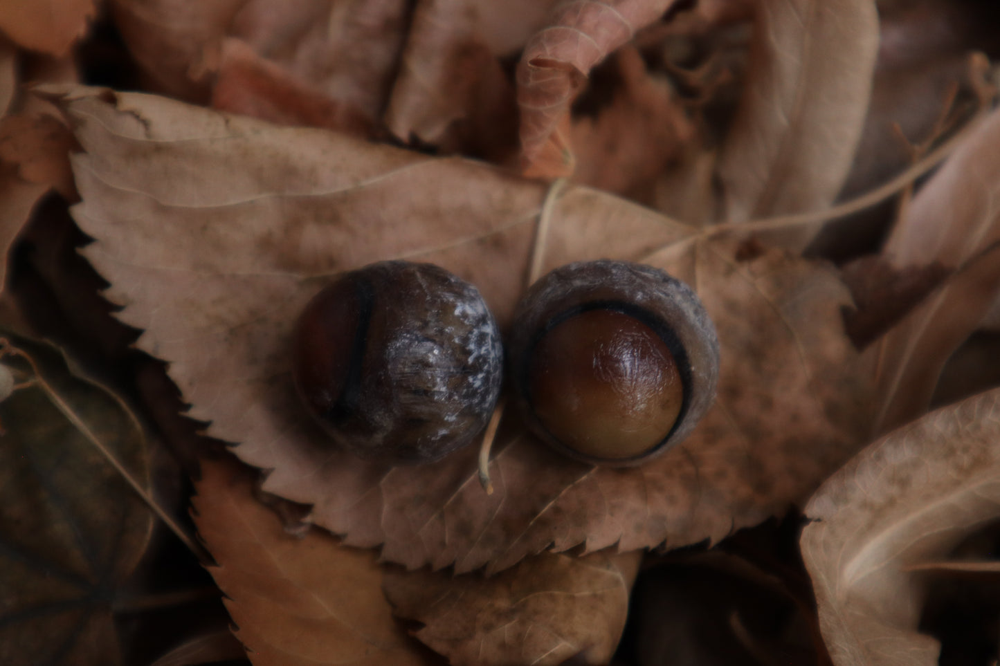 Dry Preserved Coyote Eyeballs
