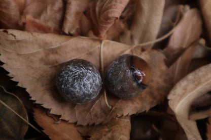 Dry Preserved Coyote Eyeballs