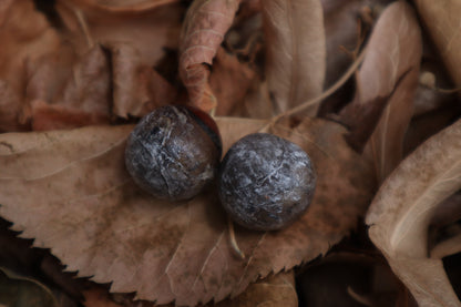 Dry Preserved Coyote Eyeballs