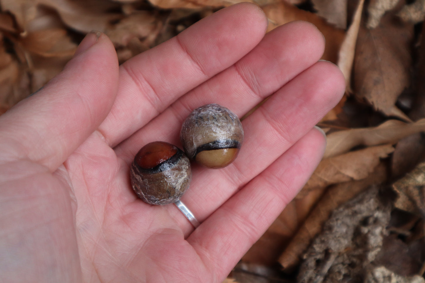 Dry Preserved Coyote Eyeballs