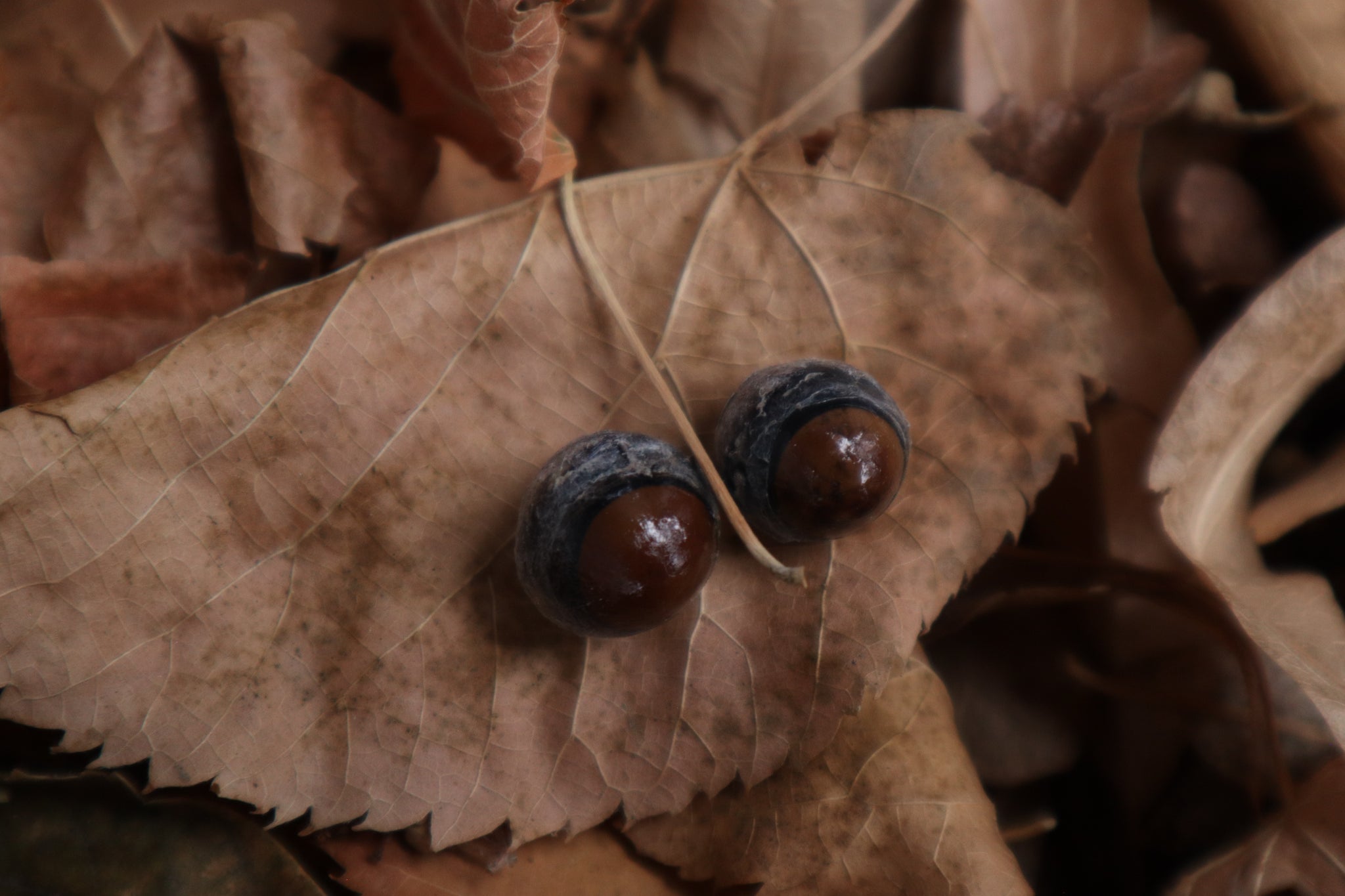 Dry Preserved Kitten Eyeballs