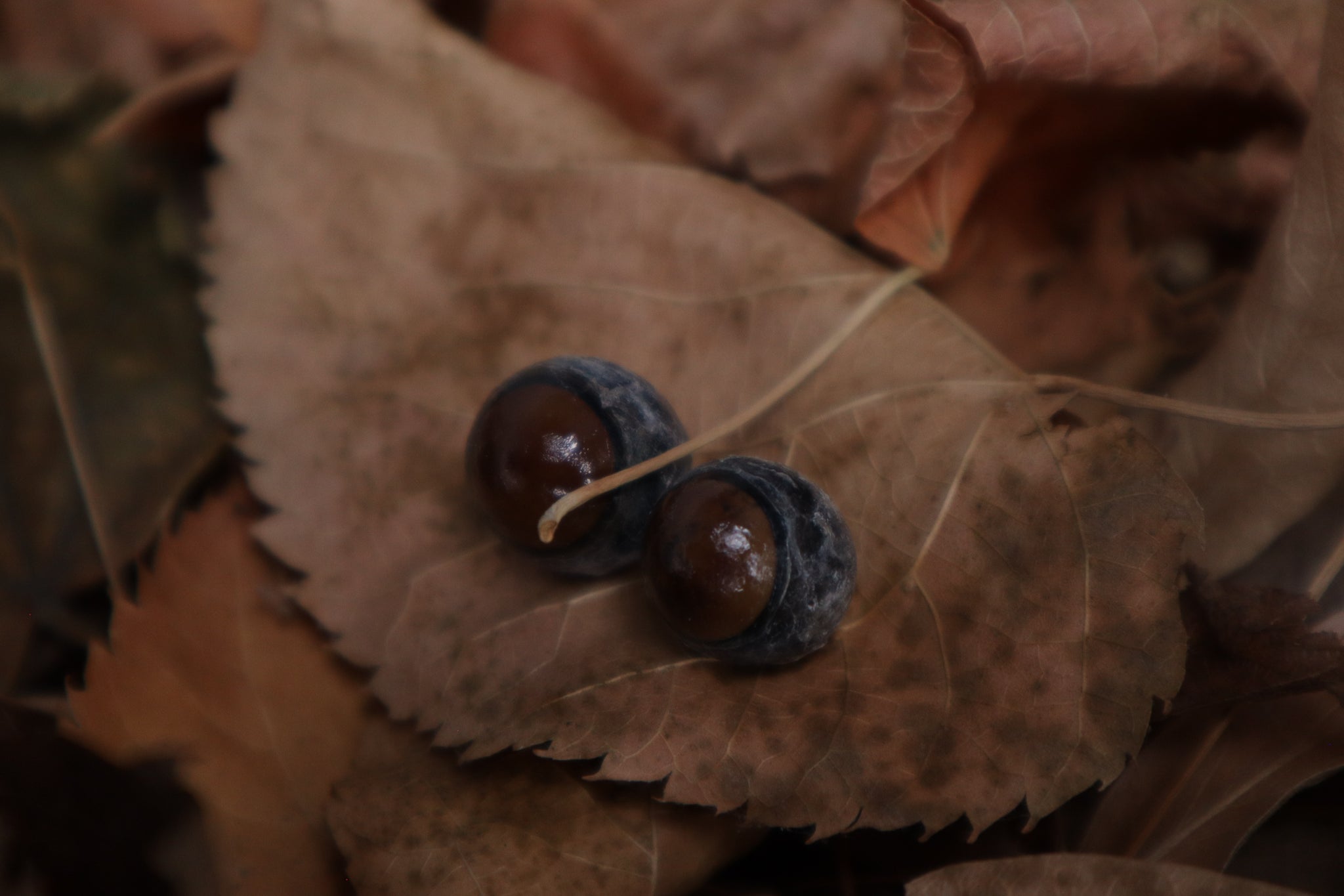 Dry Preserved Kitten Eyeballs