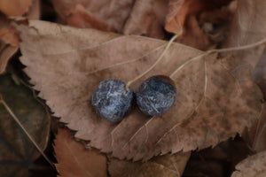 Dry Preserved Kitten Eyeballs