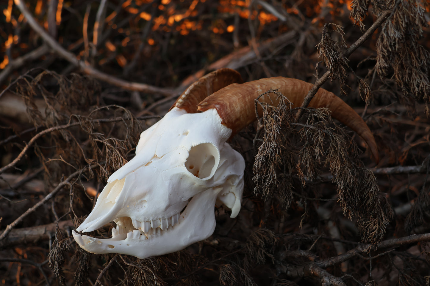 Horned Goat Skull