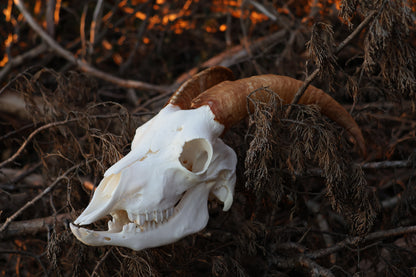 Horned Goat Skull