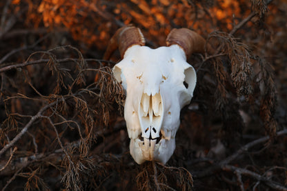 Horned Goat Skull