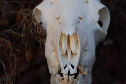 Horned Goat Skull