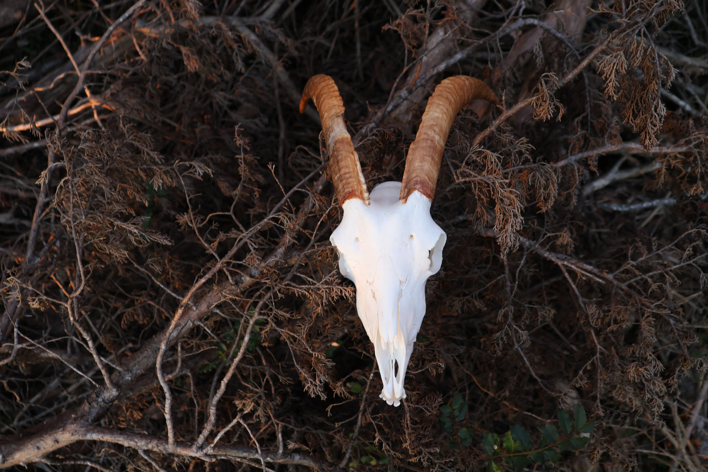 Horned Goat Skull