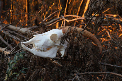 Horned Goat Skull