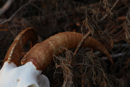 Horned Goat Skull