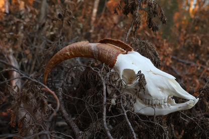 Horned Goat Skull