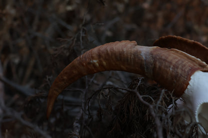 Horned Goat Skull